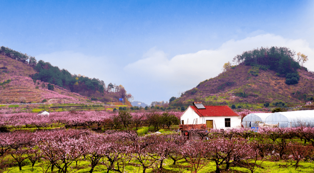 源东:一片桃花,惊艳岁月丨老家