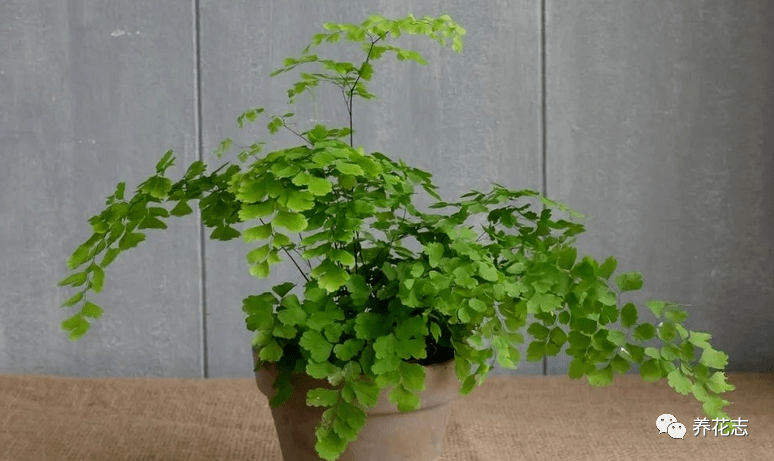 这4种植物真喜水,居家盆栽不用"特意"控水