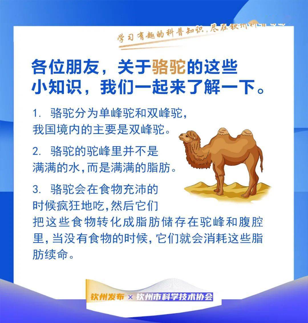 钦州科普日历丨骆驼吃仙人掌,为什么不怕刺?