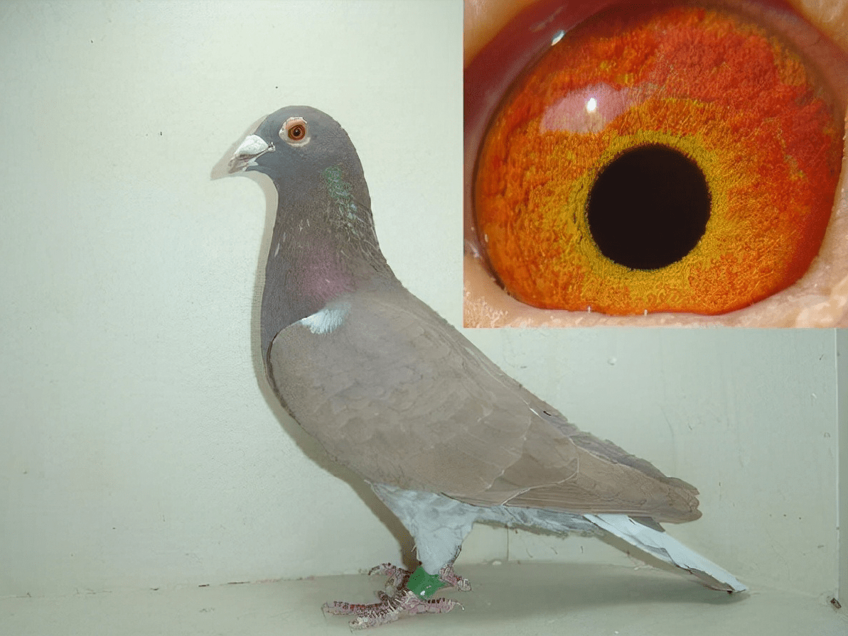 谈谈异色鸽的一些特点