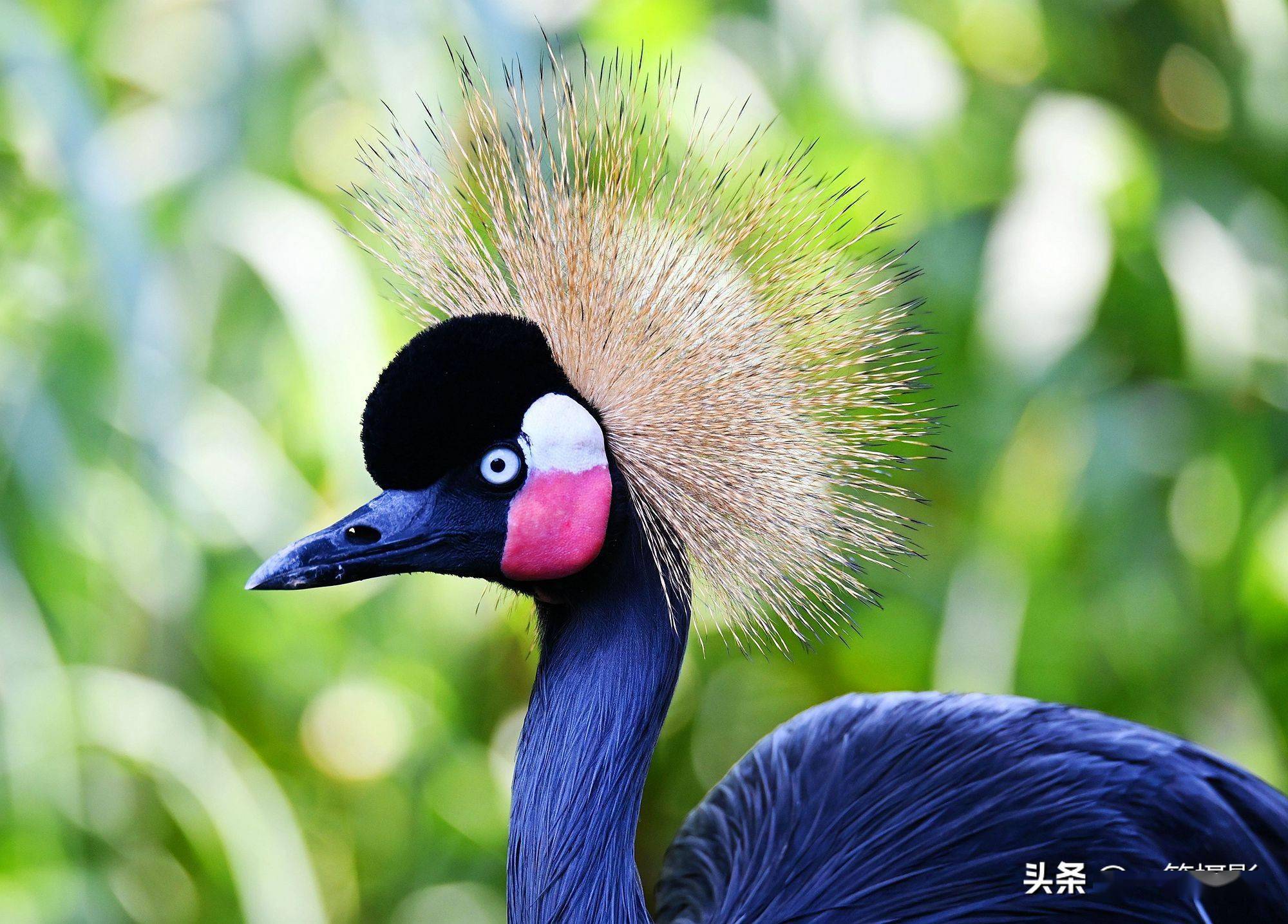 黑冠鹤全方位展示它的发型美