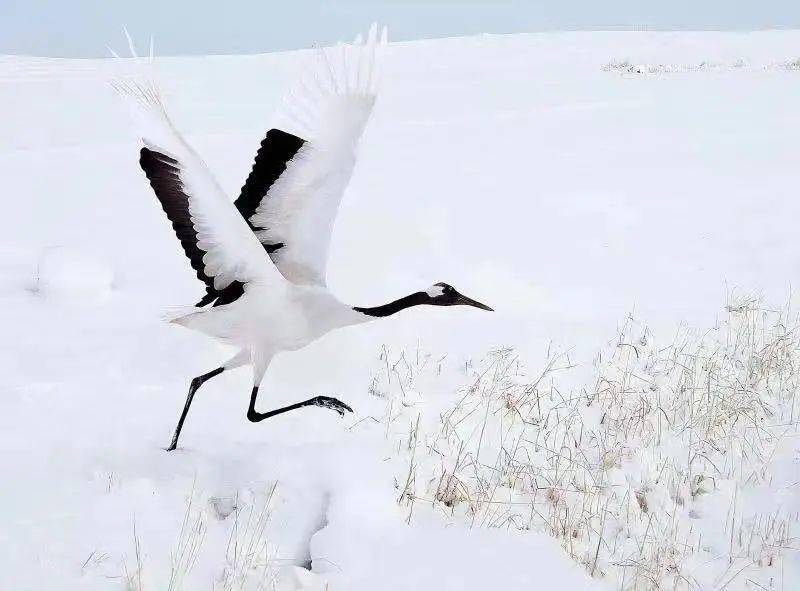 龙江|【云游龙江】不下雪不知道龙江“素颜”这么美