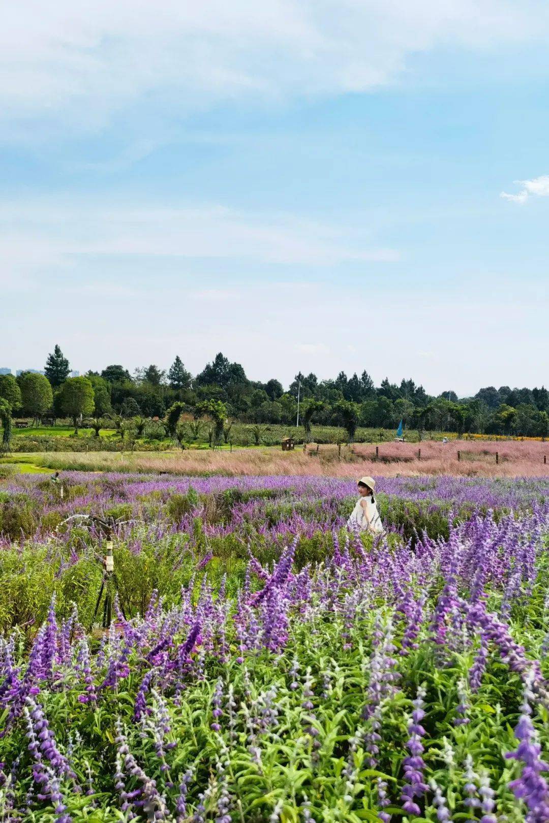 拒绝照骗这里有长沙最好拍的梦幻千亩花海