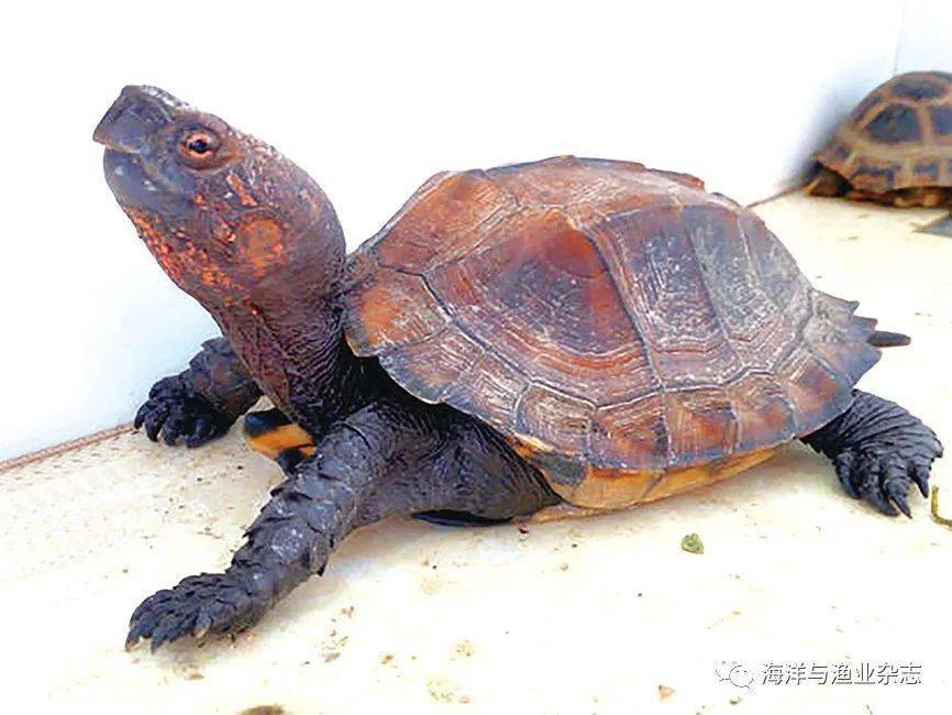 观赏渔业观赏渔业品种红面蛋龟