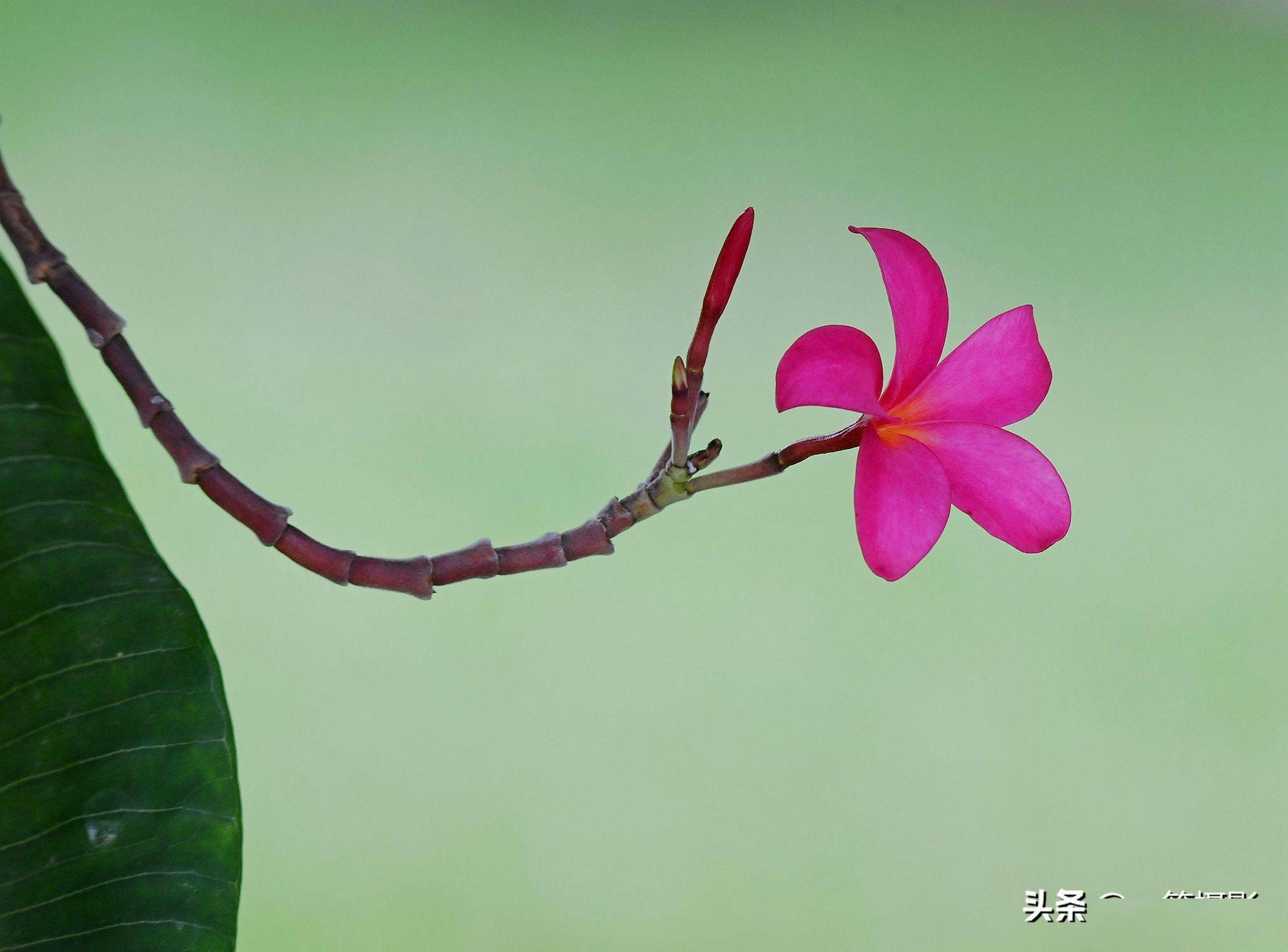 红花缅栀一棵小乔木的唯美