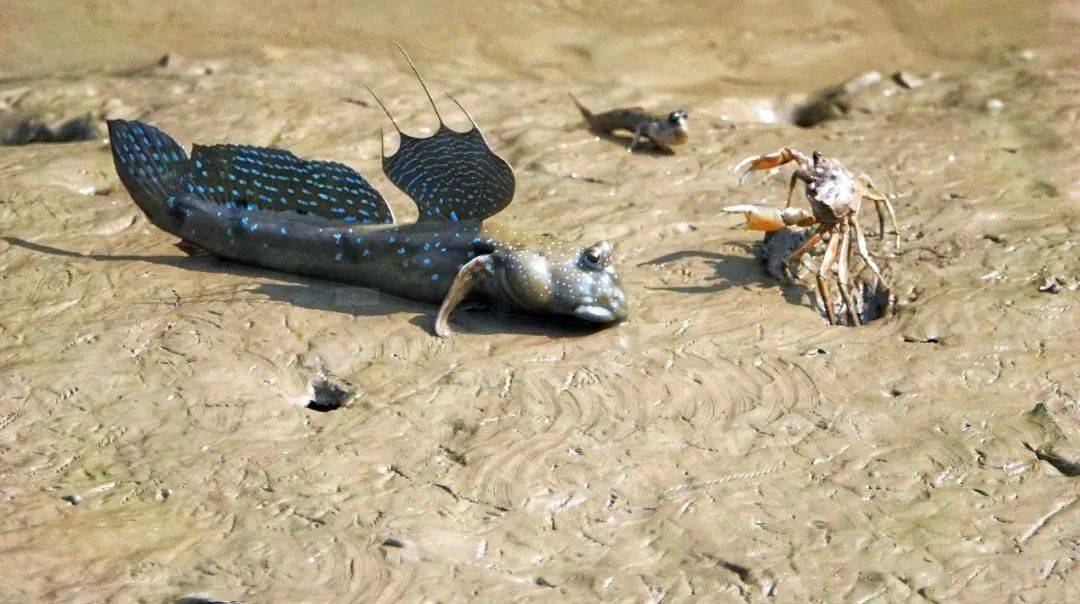 浪涛碧海海洋生物岸上跳的鱼滩涂上的king