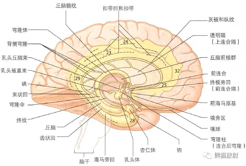 颞叶和侧脑室下角的系列冠状切面(海马及其相关结构)左侧大脑半球水平