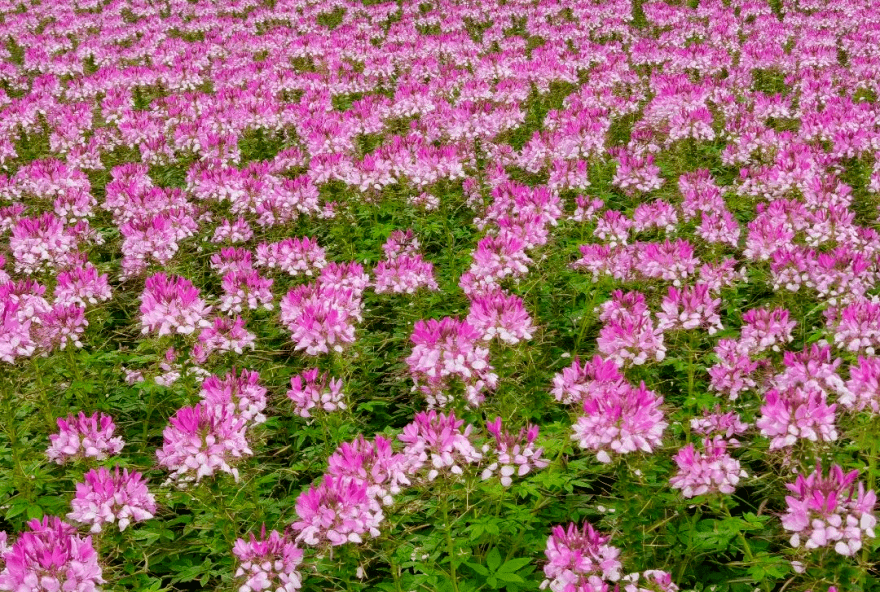 花海的醉蝶花还开着