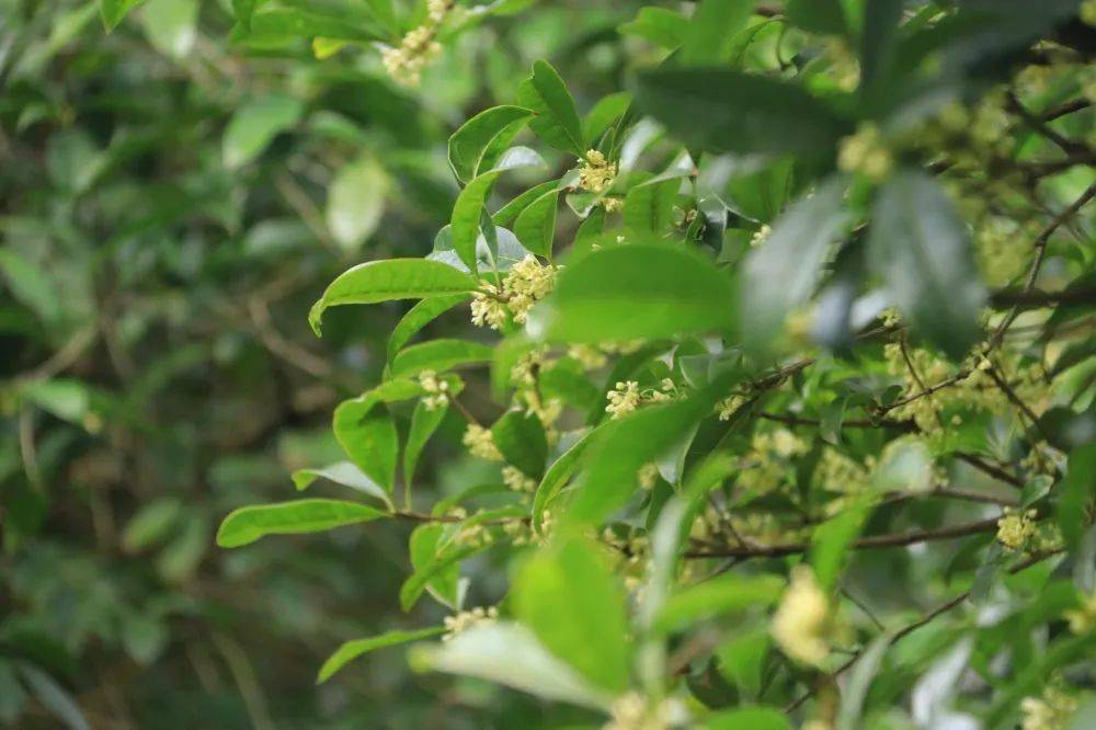 "桂林一枝":桂花林中的一枝花.原为晋时郤诜的自谦语.