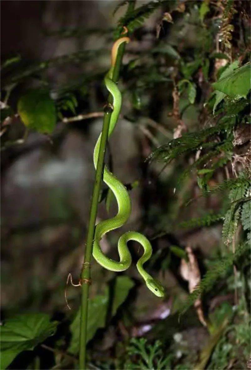又一人被蛇咬伤!利川今年80多人被蛇咬就医!