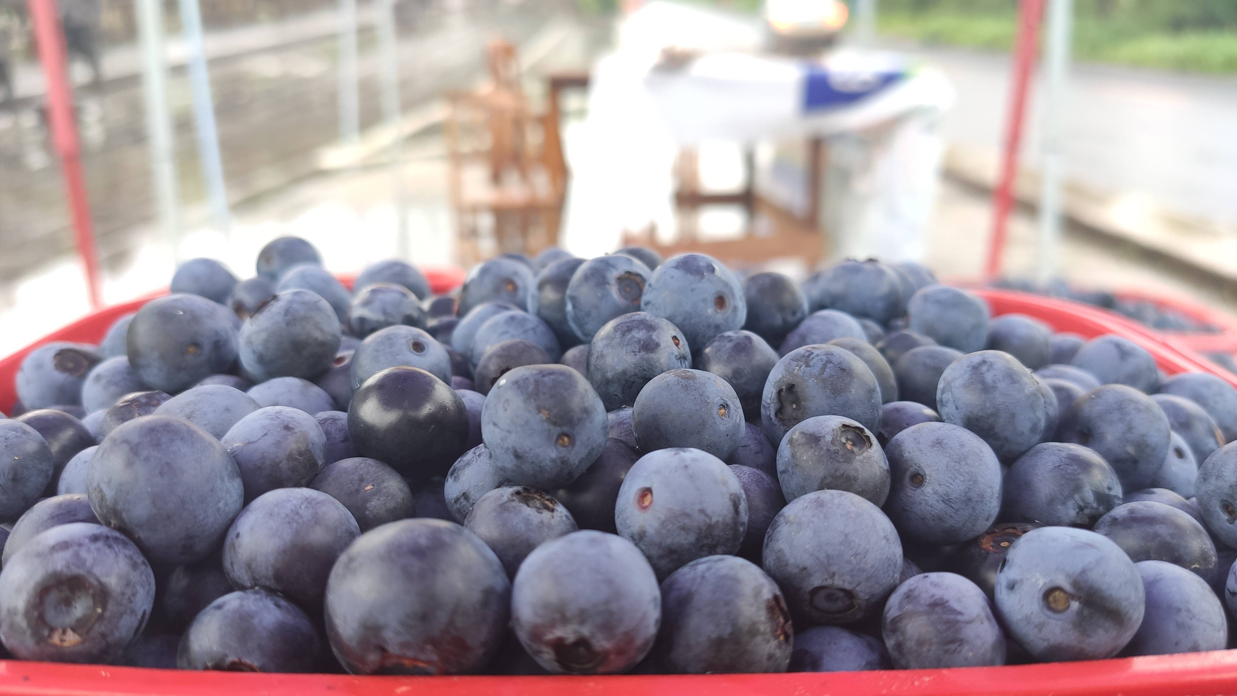 麻江蓝莓的做法(麻江蓝莓的做法和吃法)