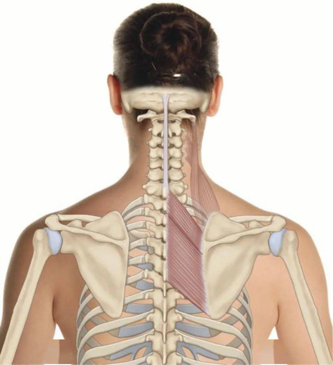 肩胛骨在人体的位置图图片