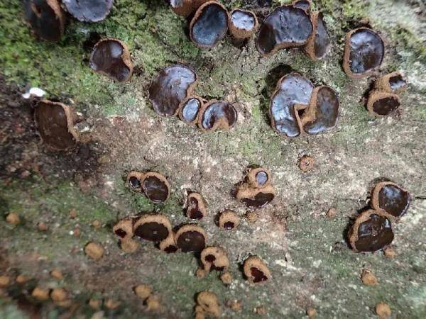 "日晒伤"样红,肿,热,刺痒,灼痛,开始多感到面部肌肉抽搐,火烧样发热