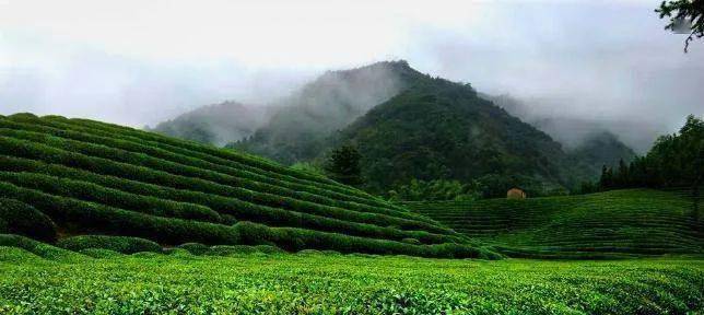 江西名茶浮梁茶