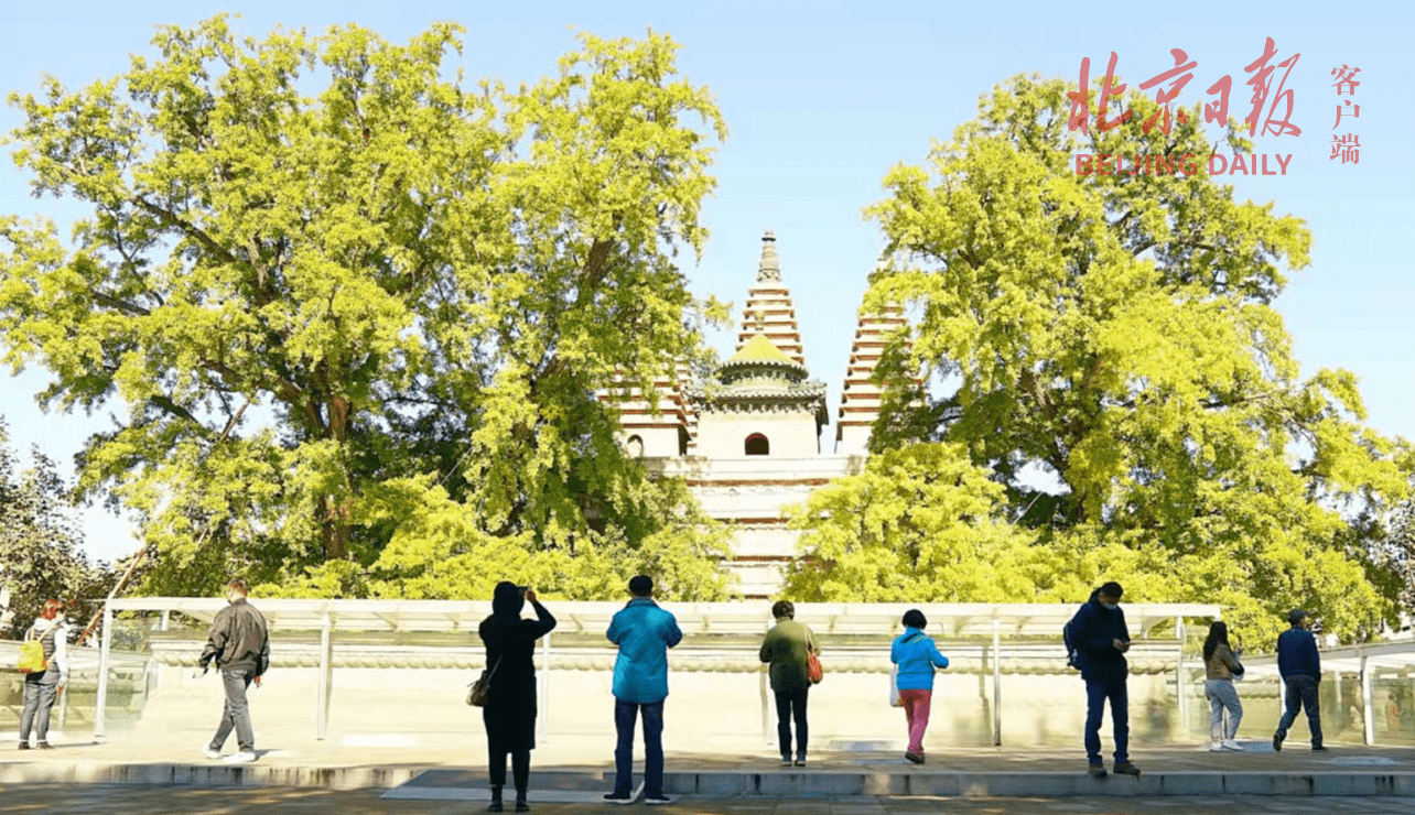 距今已有|美图｜银杏西风古碑幽，五塔矗立秋意浓