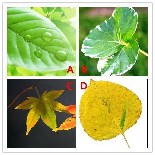 四片叶子凭直觉选一片,测在异性的眼中你有多大的吸引力