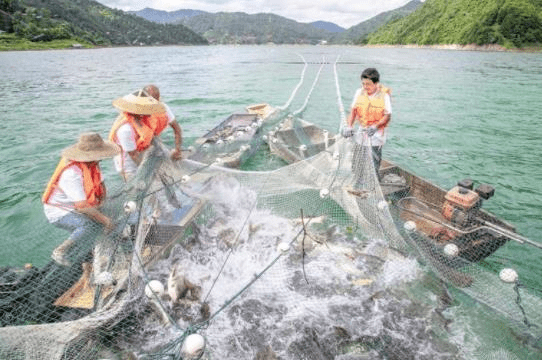 黔東南州積極發展生態漁業,稻香魚肥 