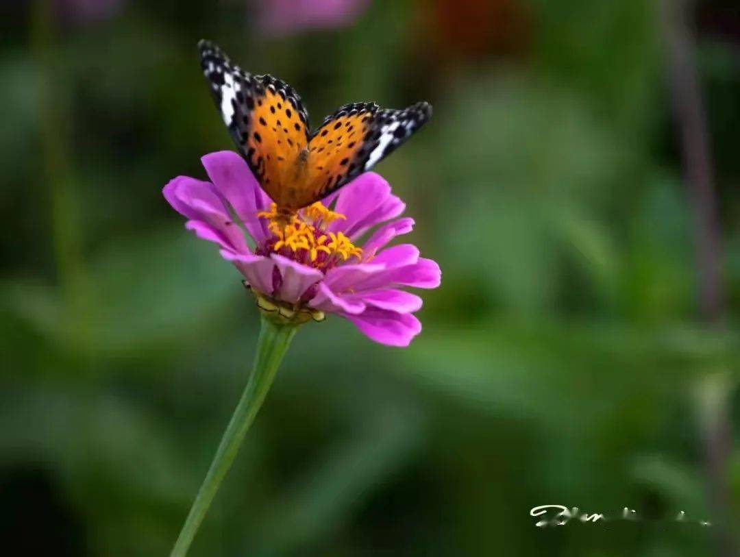 竹韵清音 格律诗词 199 刘晓新