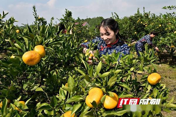 柑橘|组图丨洞口县：甜“蜜”如约而至 2021湖南·洞口雪峰蜜橘文化旅游推广季启动