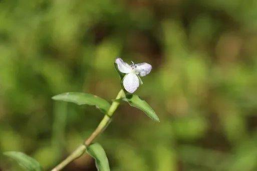 申城这些外来的 牛姓 植物 你见过几种 栽培