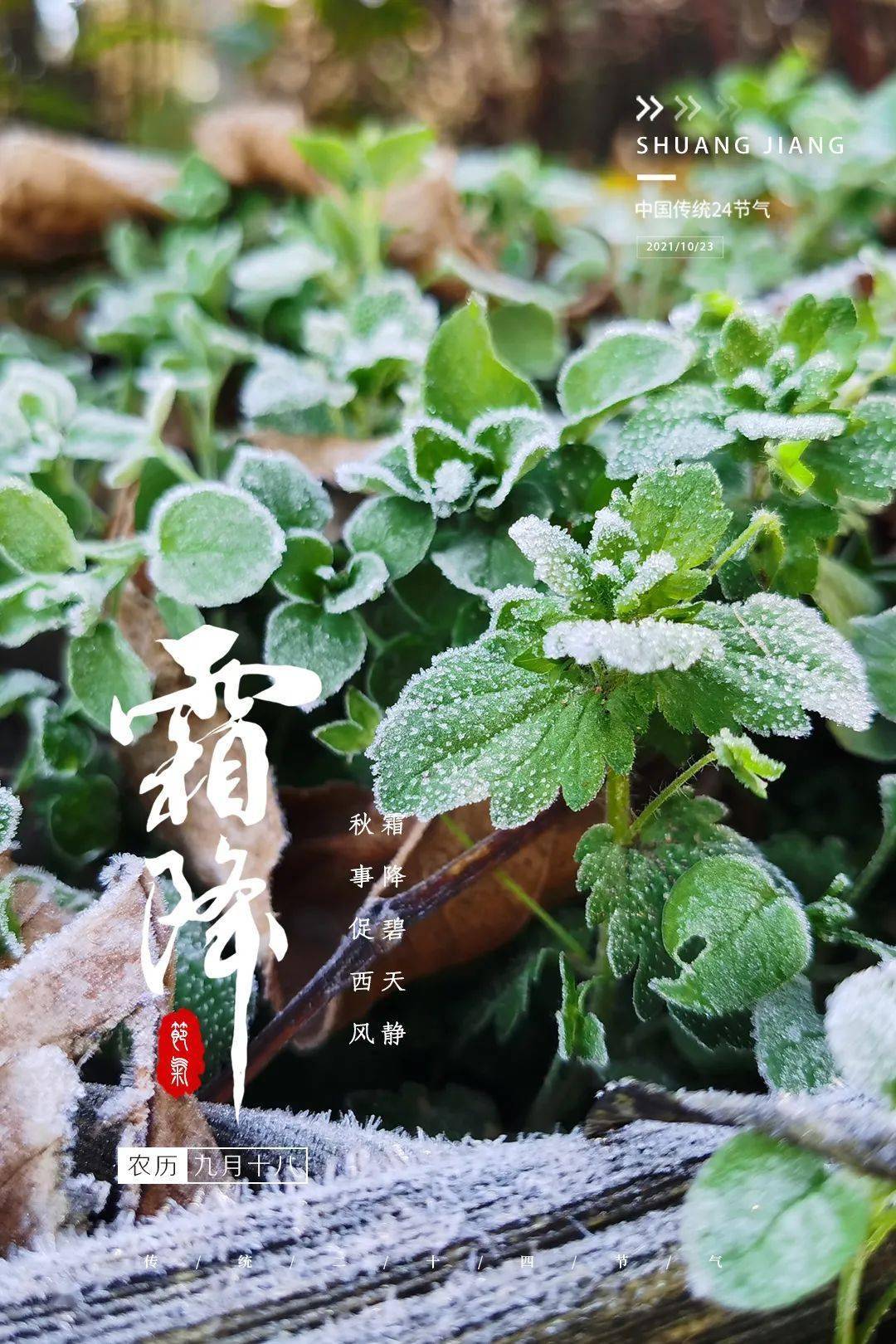 【融媒在线】霜降:寒霜冬将至 美好正当时_节气