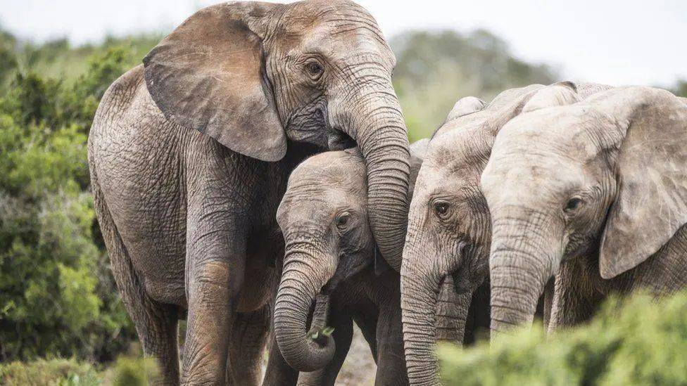 象群|母象生来没有象牙，这种“进化”让人心塞
