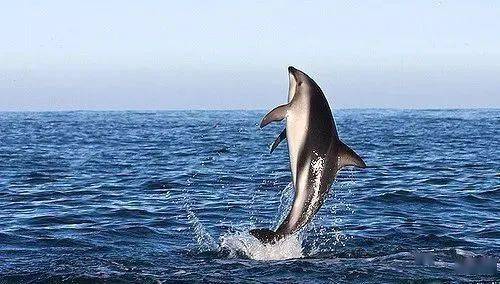海洋科普1587暗色斑纹海豚擅长空中绝技