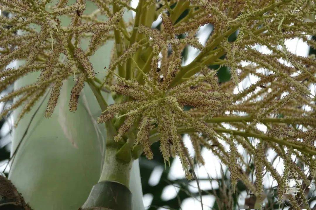 【你好!大自然】第208期:王棕与假棕榈 | 卫兵与女郎