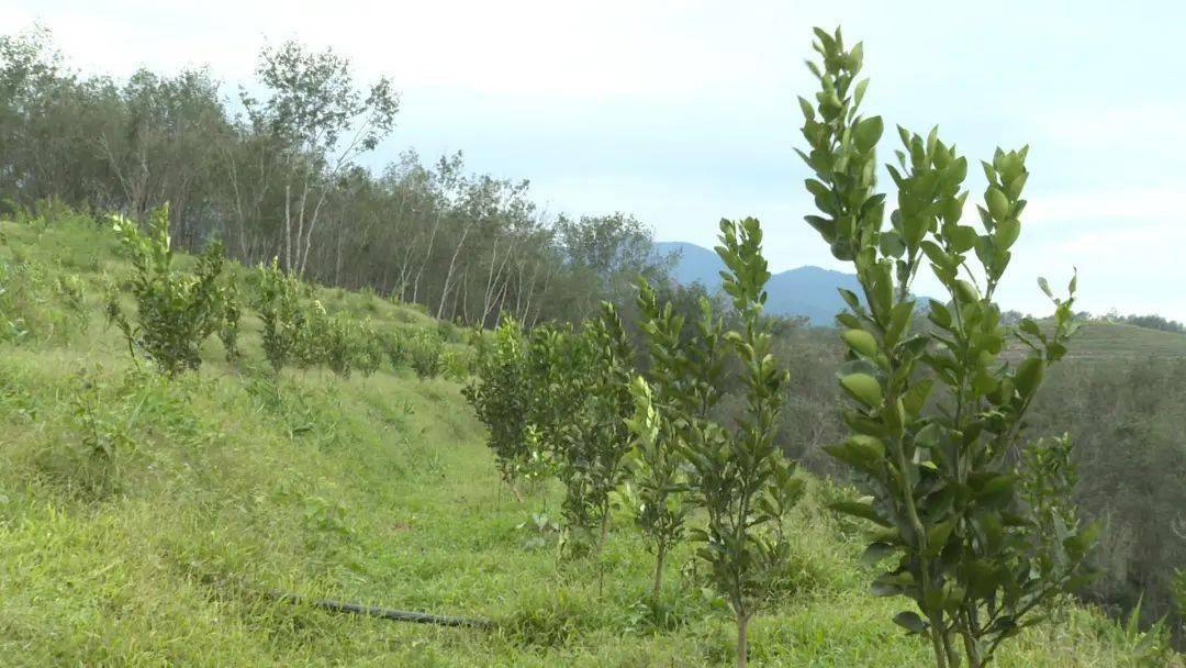 景洪农场:培育壮大新兴特色产业 加快推进乡村振兴步伐