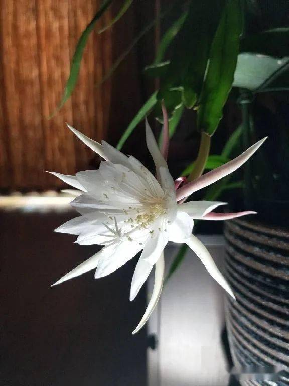 10种最神秘的花 花市里 总能听到它的传说 黑色 10种最神秘的花 花市里 总能听到它的传说 黑色