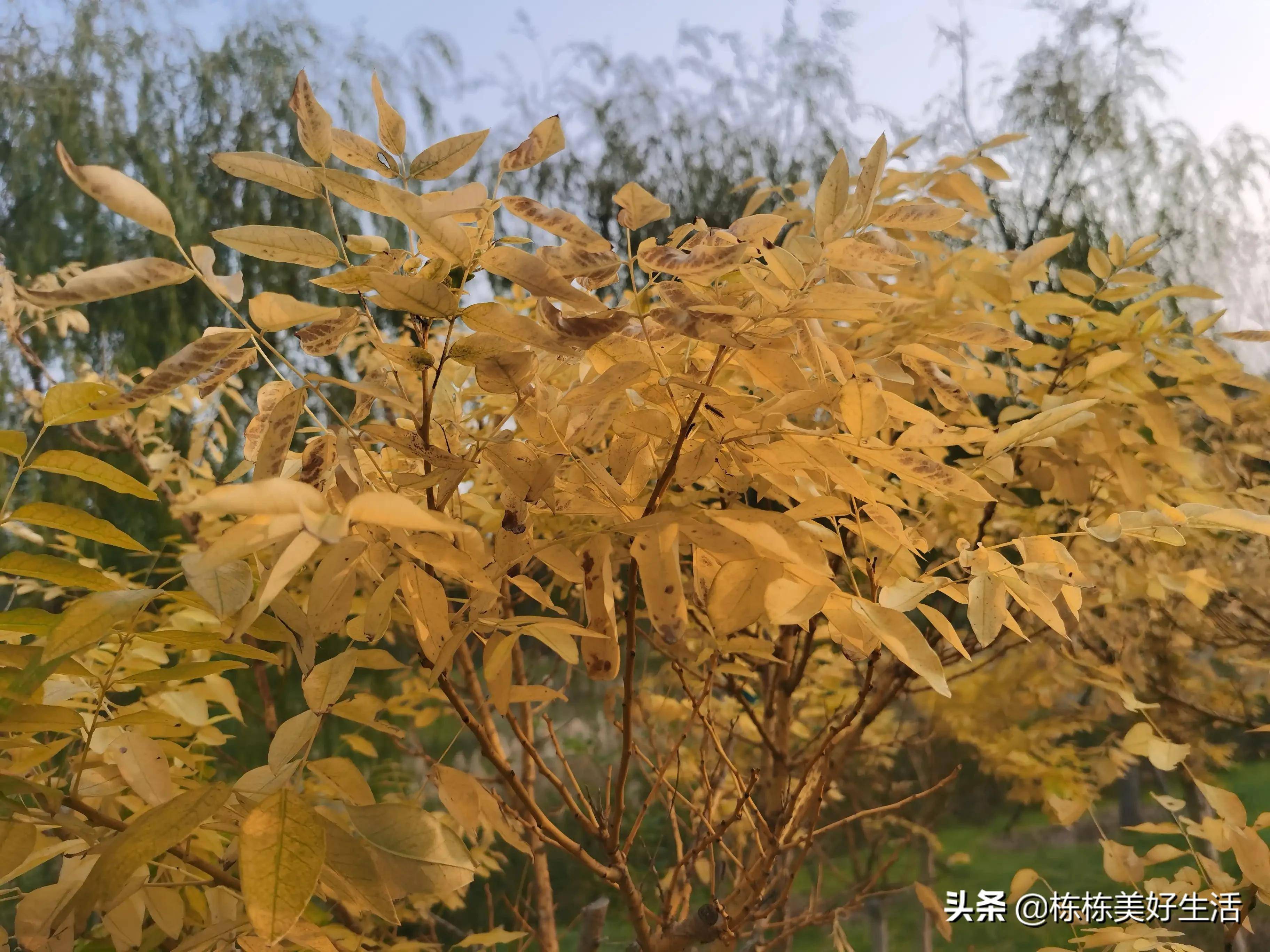 树叶北方的秋冬季节，树叶黄了，拍一组分享一下