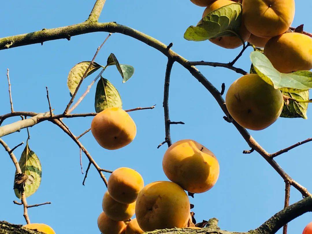 的柿子挂满枝头深秋的恭城已经被大片小灯笼覆盖恭城柿子节壹尝一口