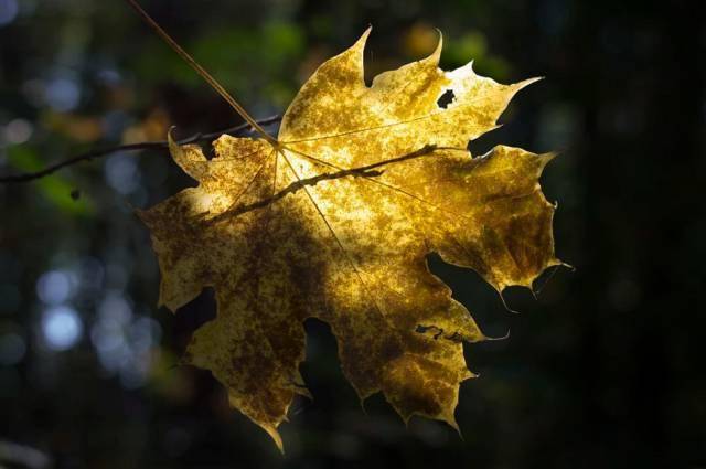 摄影秋天的落叶，怎么拍才惊艳？技巧全在这里了！