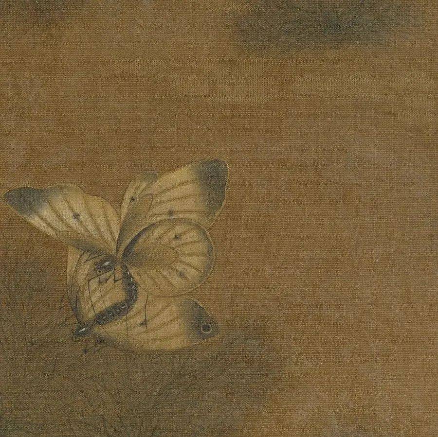赏画｜王渊《写生花卉册》之花蝶_花鸟