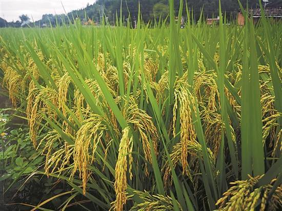 节庆|秋收节庆，游客奔向田间地头