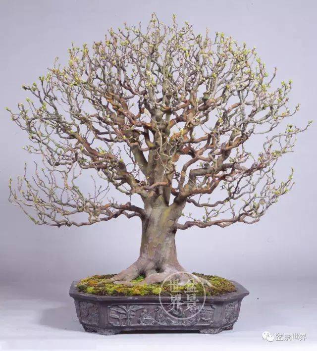 "鬼才"小林国雄的绝技与成名作_作品