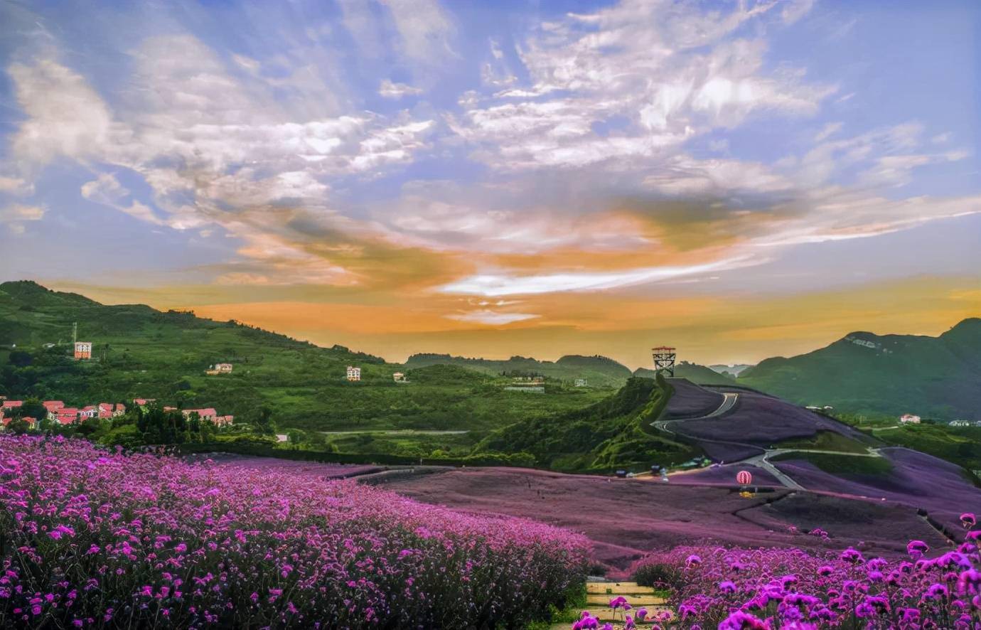 黔北花海,秋日进入最佳观赏期,来这里体验普罗旺斯般的极致浪漫