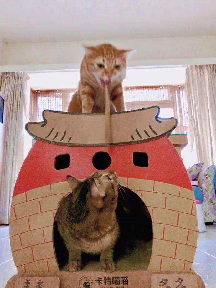 花猫不知道下面的狸花猫心理阴影有多大