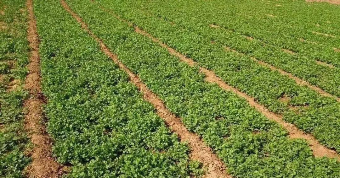 邓州香菜1598元斤青菜比肉贵穷到只能吃肉