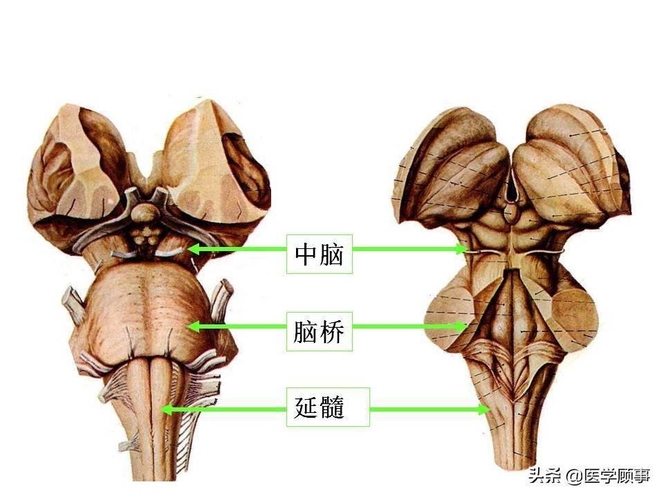 脑干的解剖结构