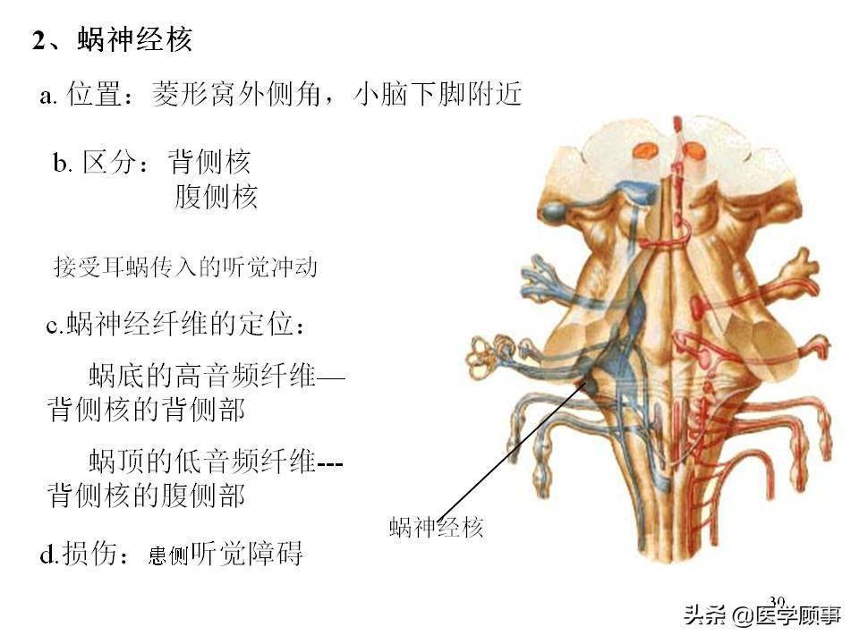 腦幹的解剖結構