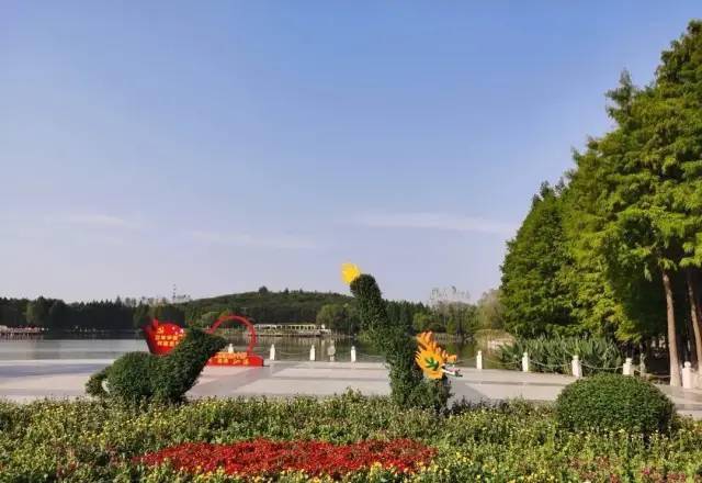 首届金秋泗阳千菊争艳主题菊花展将于10月23日11月7日在泗阳县奥林