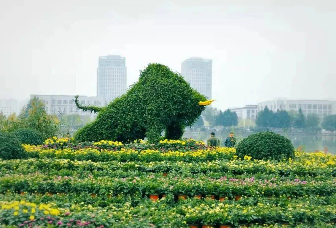 千菊争艳"主题菊花展将于10月23日-11月7日在泗阳县奥林匹克生态公园
