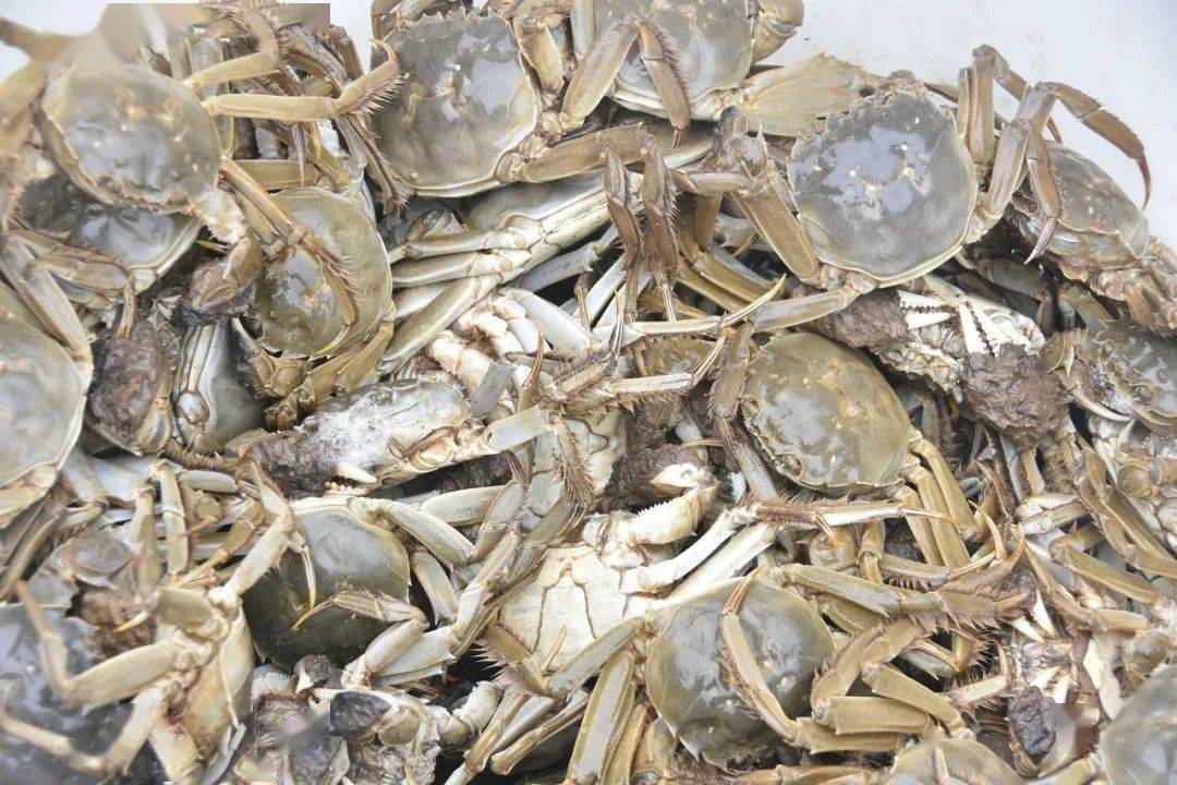 深溪土寨蟹逅金秋