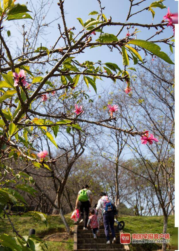 穿越到春天！南宁石门公园樱花反季绽放