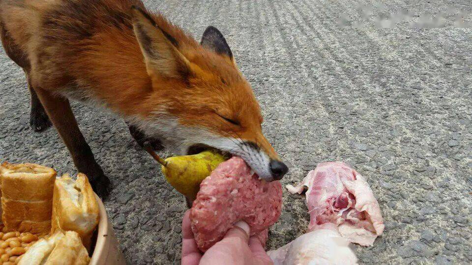 冷兔趣闻让我们看看狐狸有多贪吃