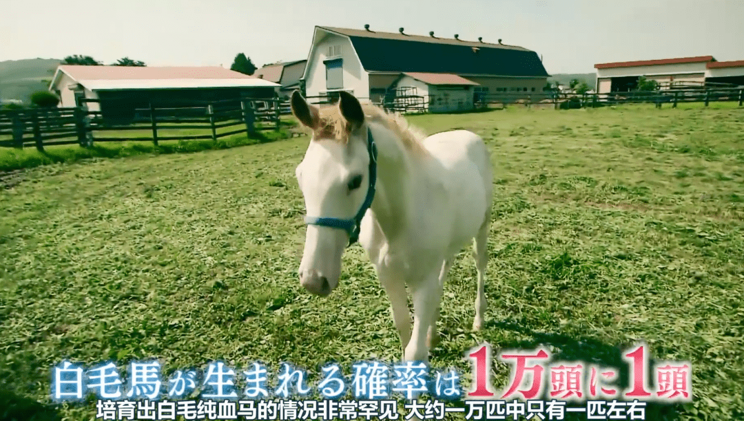 白马|世界最强，马中妲己！日本一本白马写真力压明星夺得销售榜第三名？看完后我理解了…