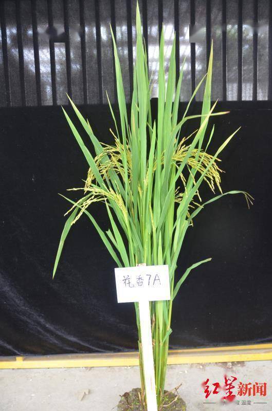 独家揭秘！搭乘神舟十三号的四川水稻种子，为啥是“偏科生”？