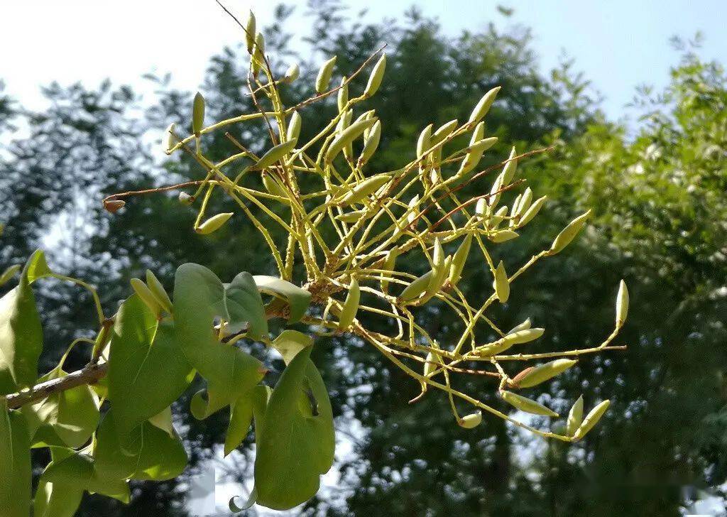 暴马丁香/西海菩提结了籽儿可惜这种子没法做菩提手串这是杜仲的果实