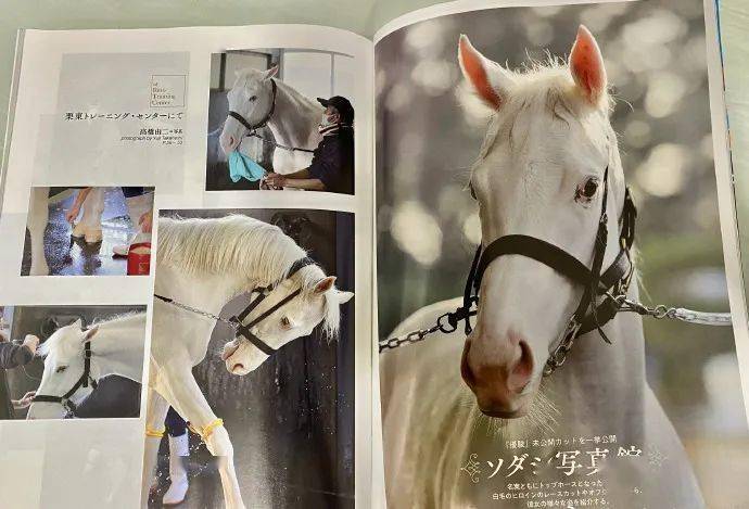 白马|世界最强，马中妲己！日本一本白马写真力压明星夺得销售榜第三名？看完后我理解了…